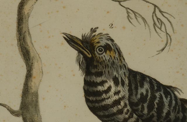 Antique Manetti Xavier Ornithology