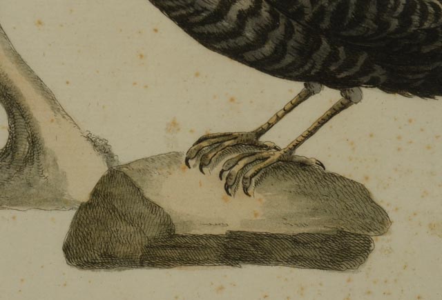 Antique Manetti Xavier Ornithology