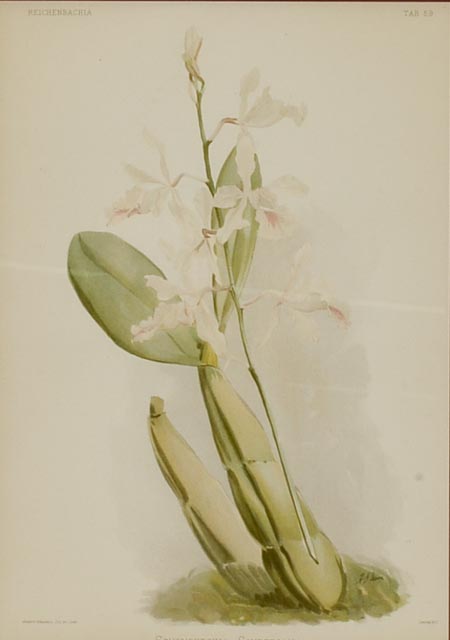 Pair of H.G. Moon Chromolithographs