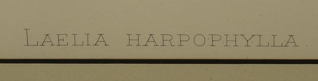 Pair of H.G. Moon Chromolithographs