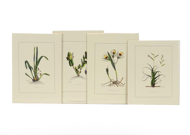 Group of Four Hand Tinted Repro Botanical Prints