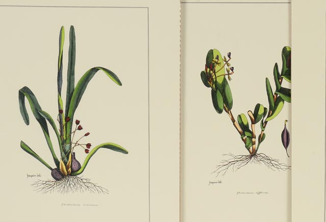 Group of Four Hand Tinted Repro Botanical Prints