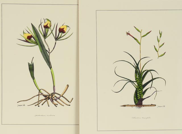 Group of Four Hand Tinted Repro Botanical Prints