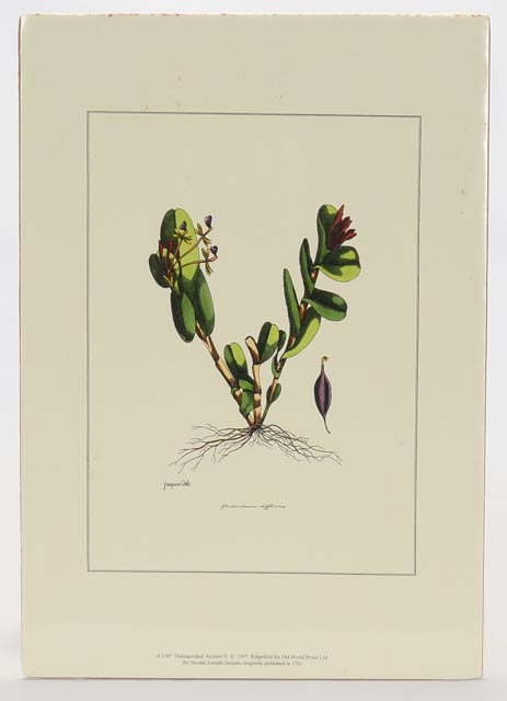Group of Four Hand Tinted Repro Botanical Prints