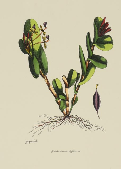 Group of Four Hand Tinted Repro Botanical Prints