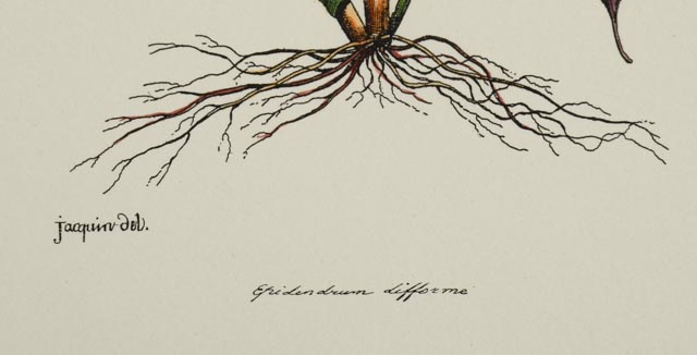 Group of Four Hand Tinted Repro Botanical Prints