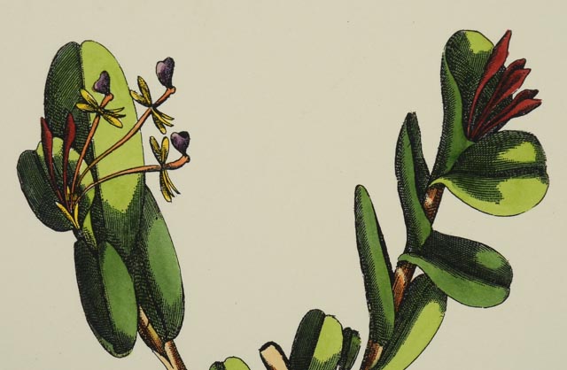 Group of Four Hand Tinted Repro Botanical Prints