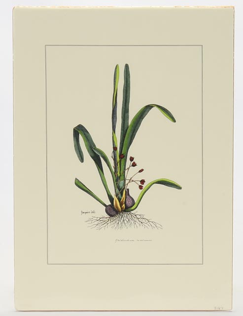 Group of Four Hand Tinted Repro Botanical Prints