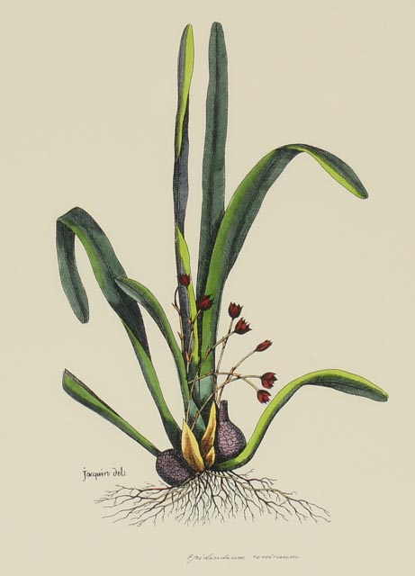 Group of Four Hand Tinted Repro Botanical Prints