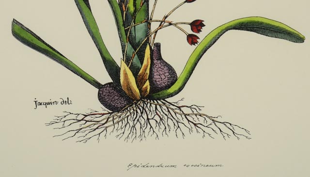 Group of Four Hand Tinted Repro Botanical Prints