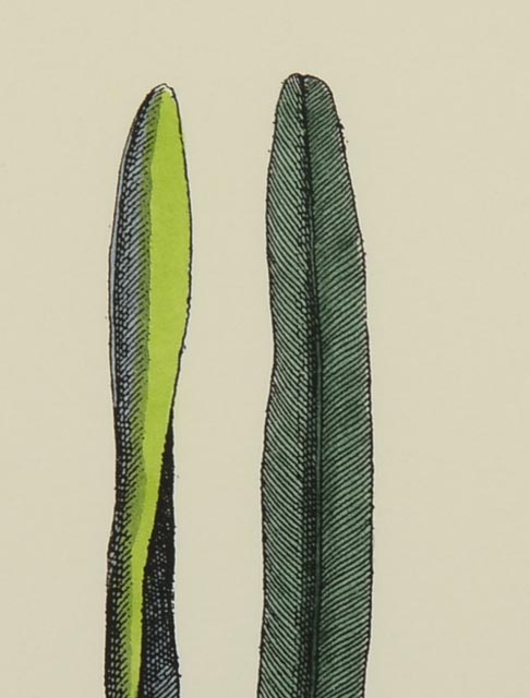 Group of Four Hand Tinted Repro Botanical Prints