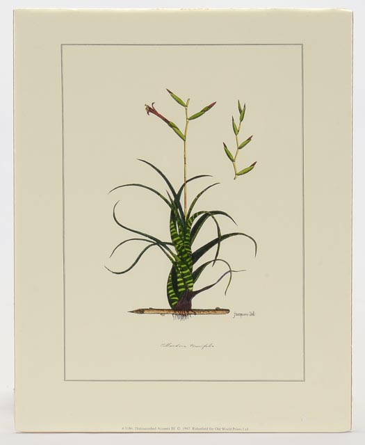 Group of Four Hand Tinted Repro Botanical Prints