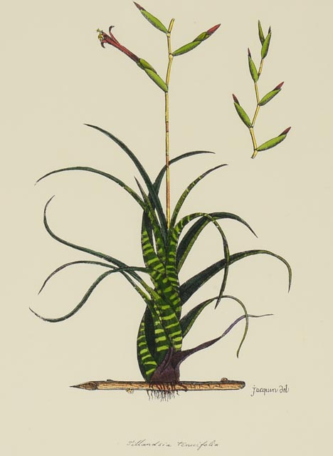 Group of Four Hand Tinted Repro Botanical Prints