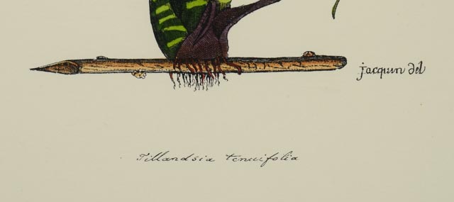 Group of Four Hand Tinted Repro Botanical Prints