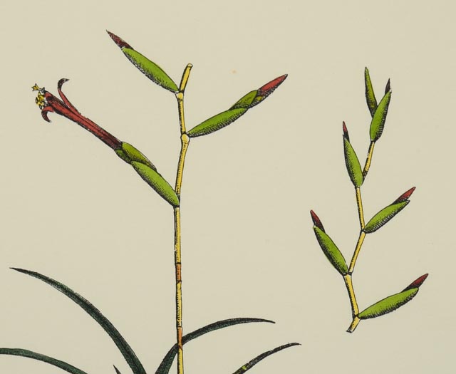 Group of Four Hand Tinted Repro Botanical Prints