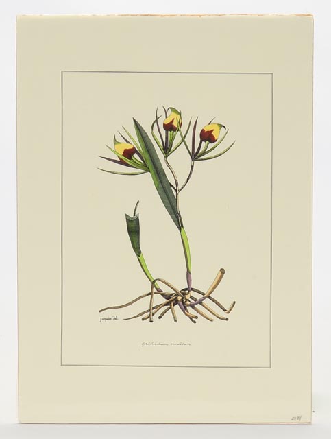 Group of Four Hand Tinted Repro Botanical Prints