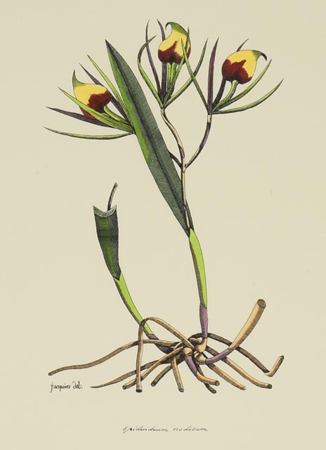 Group of Four Hand Tinted Repro Botanical Prints