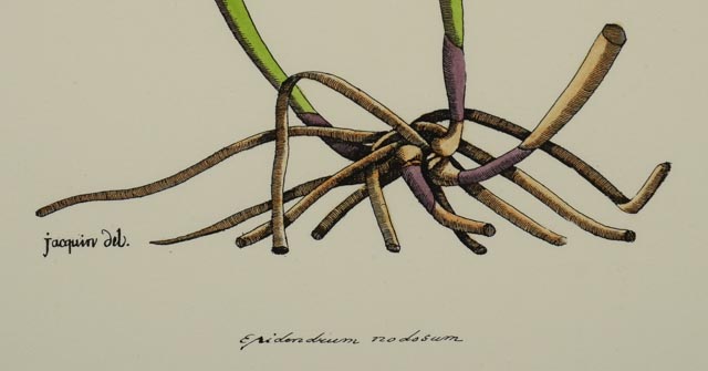 Group of Four Hand Tinted Repro Botanical Prints