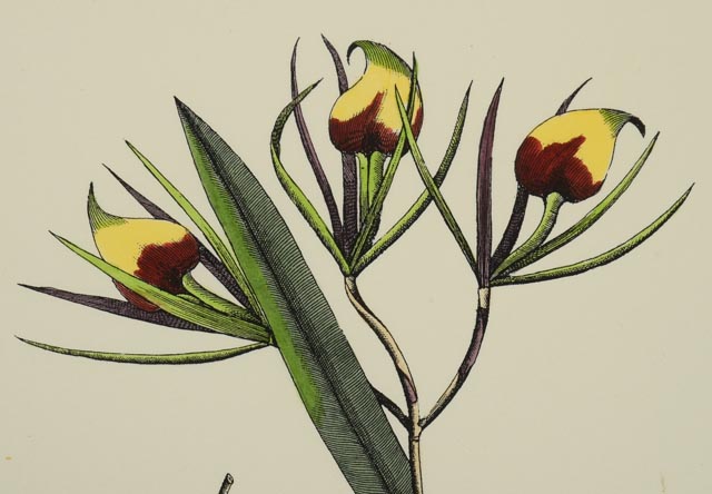 Group of Four Hand Tinted Repro Botanical Prints