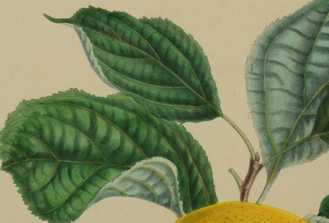 "Rambour Papeleu" Alexander Bivort Hand Tinted Lithograph