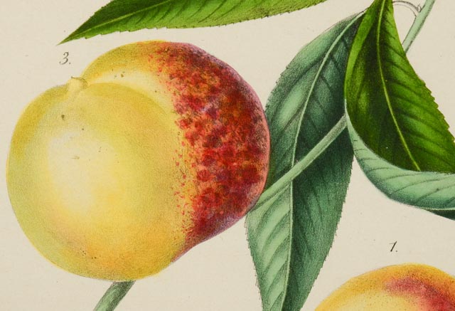 "Peches D'Oignies" Alexandre Bivort Hand Tinted Lithograph