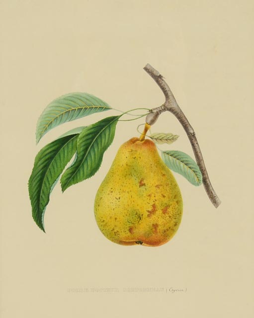 "Piore Docteur Bretonneau" A. Bivort Hand Tinted Lithograph