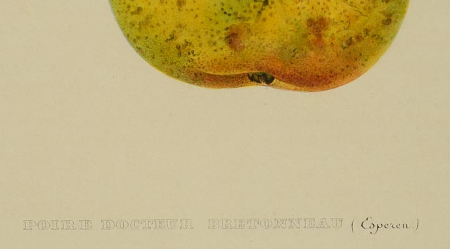 "Piore Docteur Bretonneau" A. Bivort Hand Tinted Lithograph