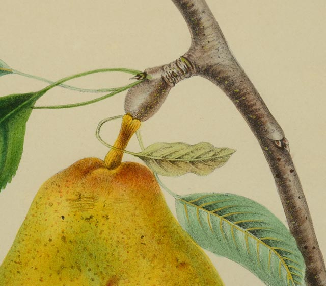 "Piore Docteur Bretonneau" A. Bivort Hand Tinted Lithograph