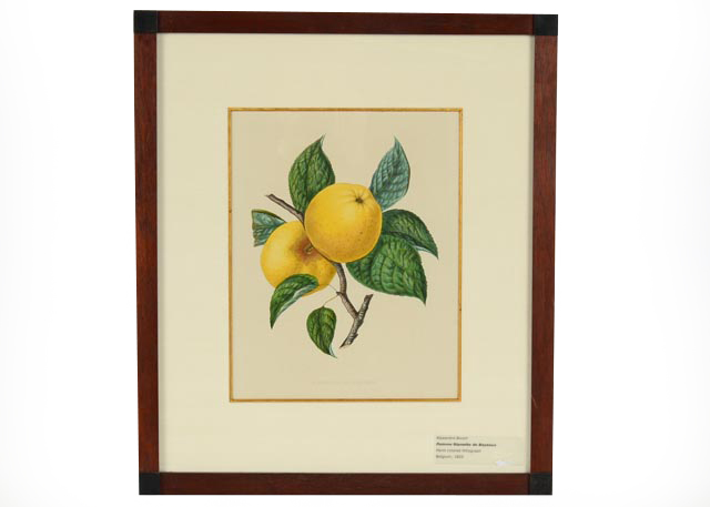 "Reinette De Bayeux" Hand Tinted Lithograph