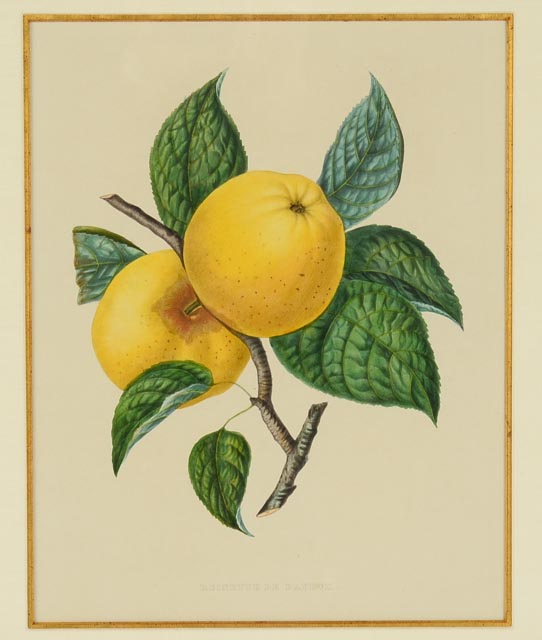 "Reinette De Bayeux" Hand Tinted Lithograph