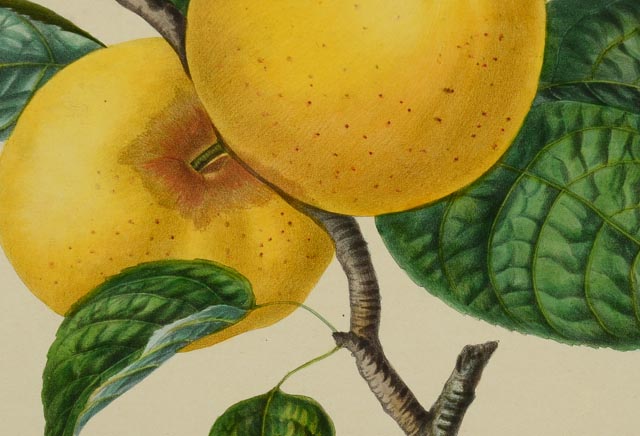 "Reinette De Bayeux" Hand Tinted Lithograph