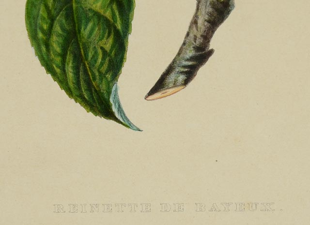 "Reinette De Bayeux" Hand Tinted Lithograph