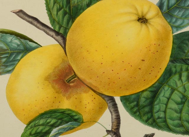 "Reinette De Bayeux" Hand Tinted Lithograph