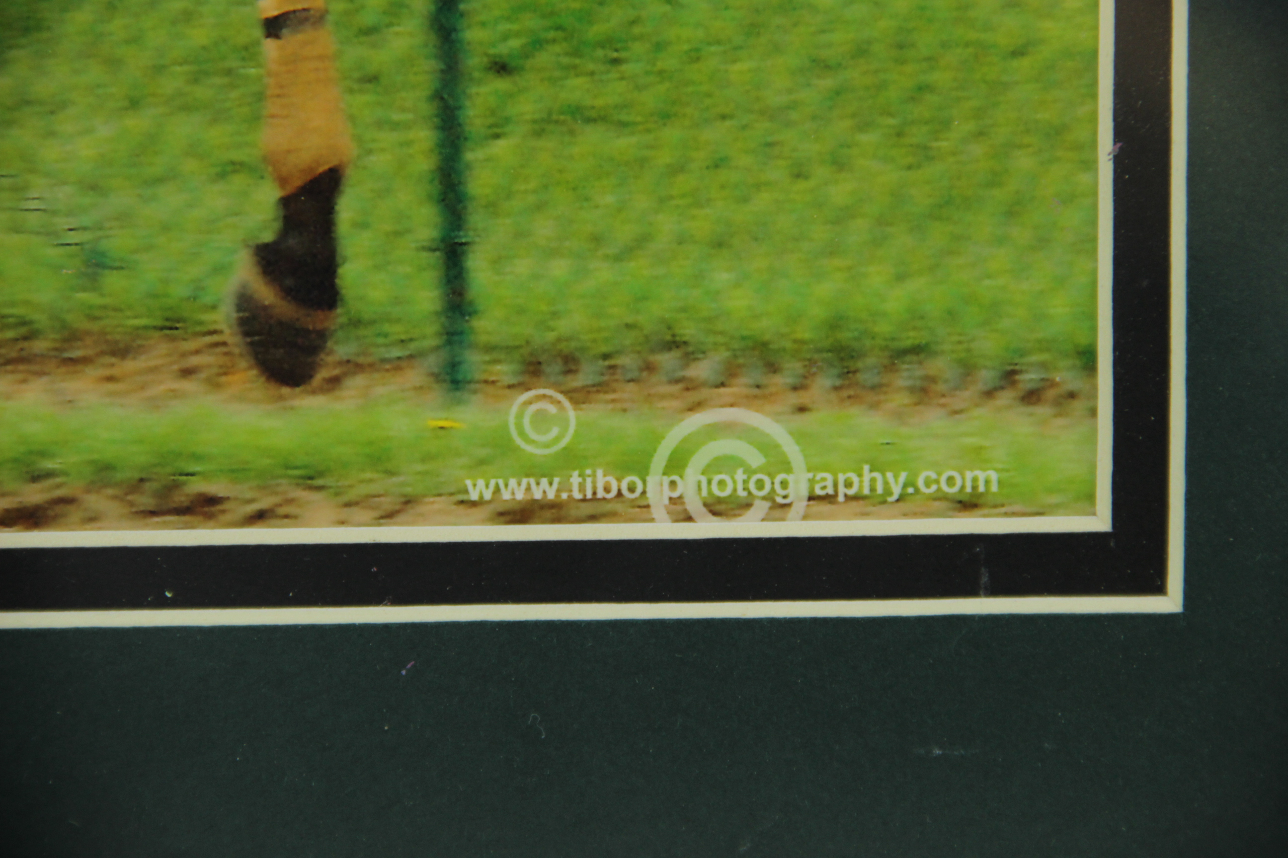 2009 Kentucky Derby Winner Photograph Mine That Bird