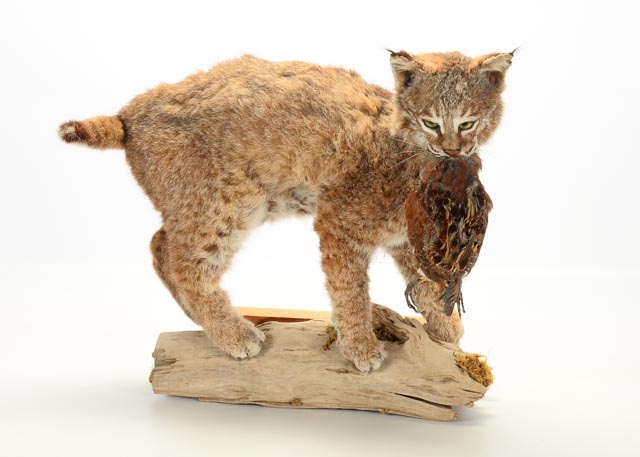Taxidermy Young Bobcat with Quail Catch