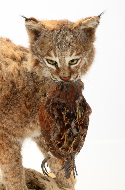 Taxidermy Young Bobcat with Quail Catch