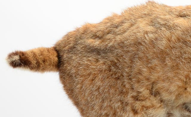 Taxidermy Young Bobcat with Quail Catch