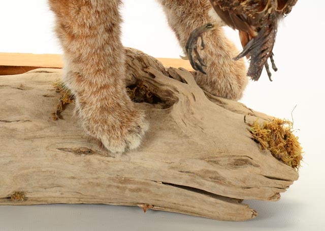Taxidermy Young Bobcat with Quail Catch
