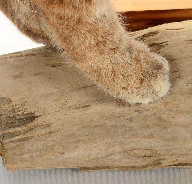 Taxidermy Young Bobcat with Quail Catch