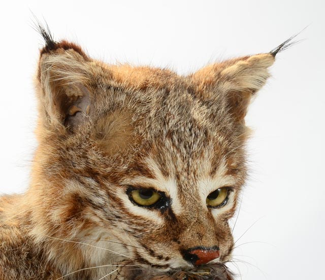 Taxidermy Young Bobcat with Quail Catch