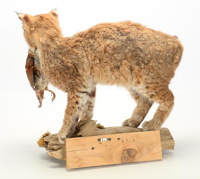 Taxidermy Young Bobcat with Quail Catch