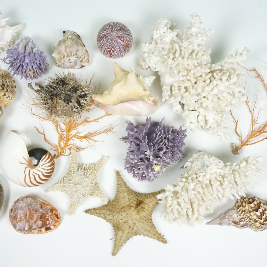 Collection of Large Seashells and Coral