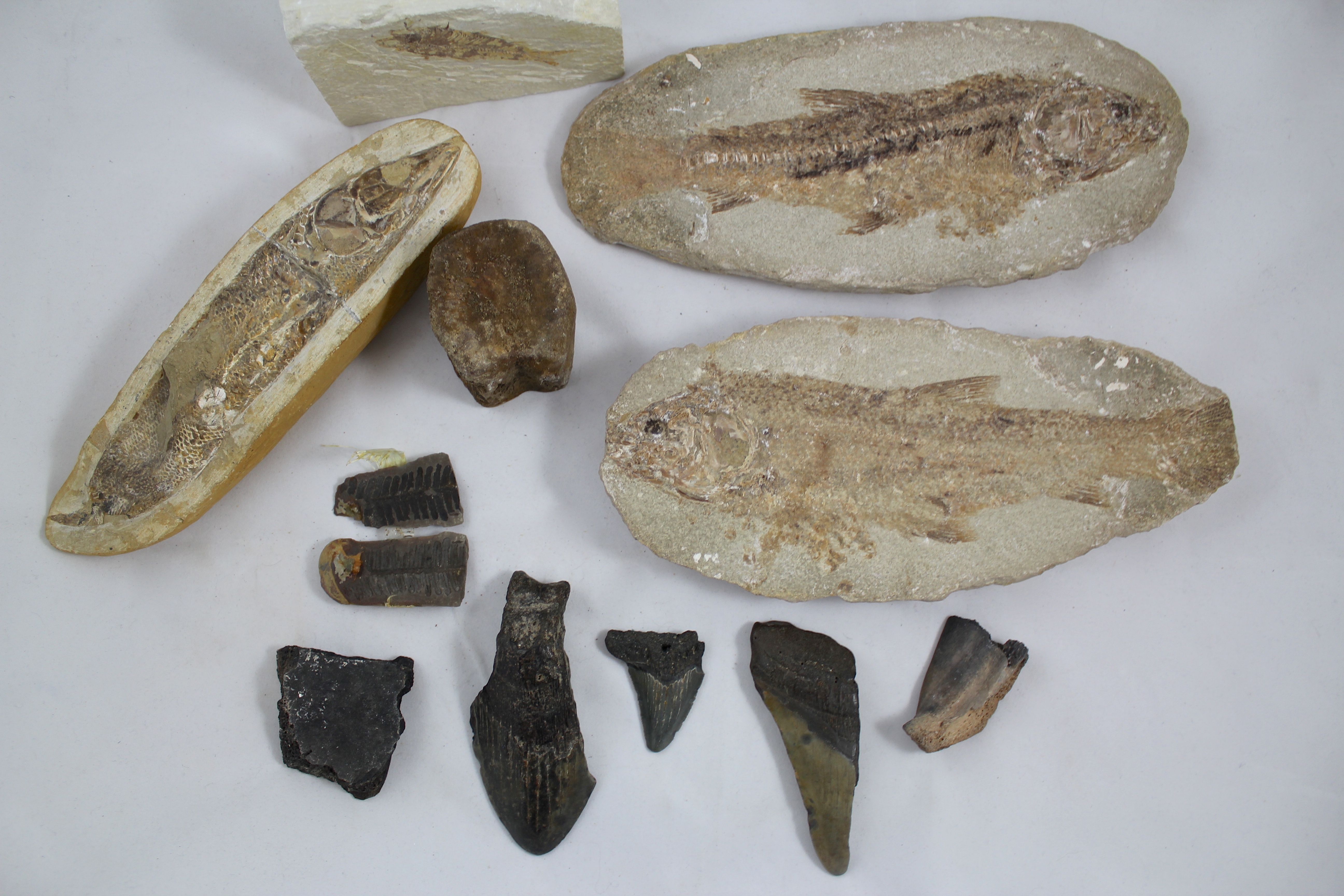 Tharrias Araripis and Assorted Fossils