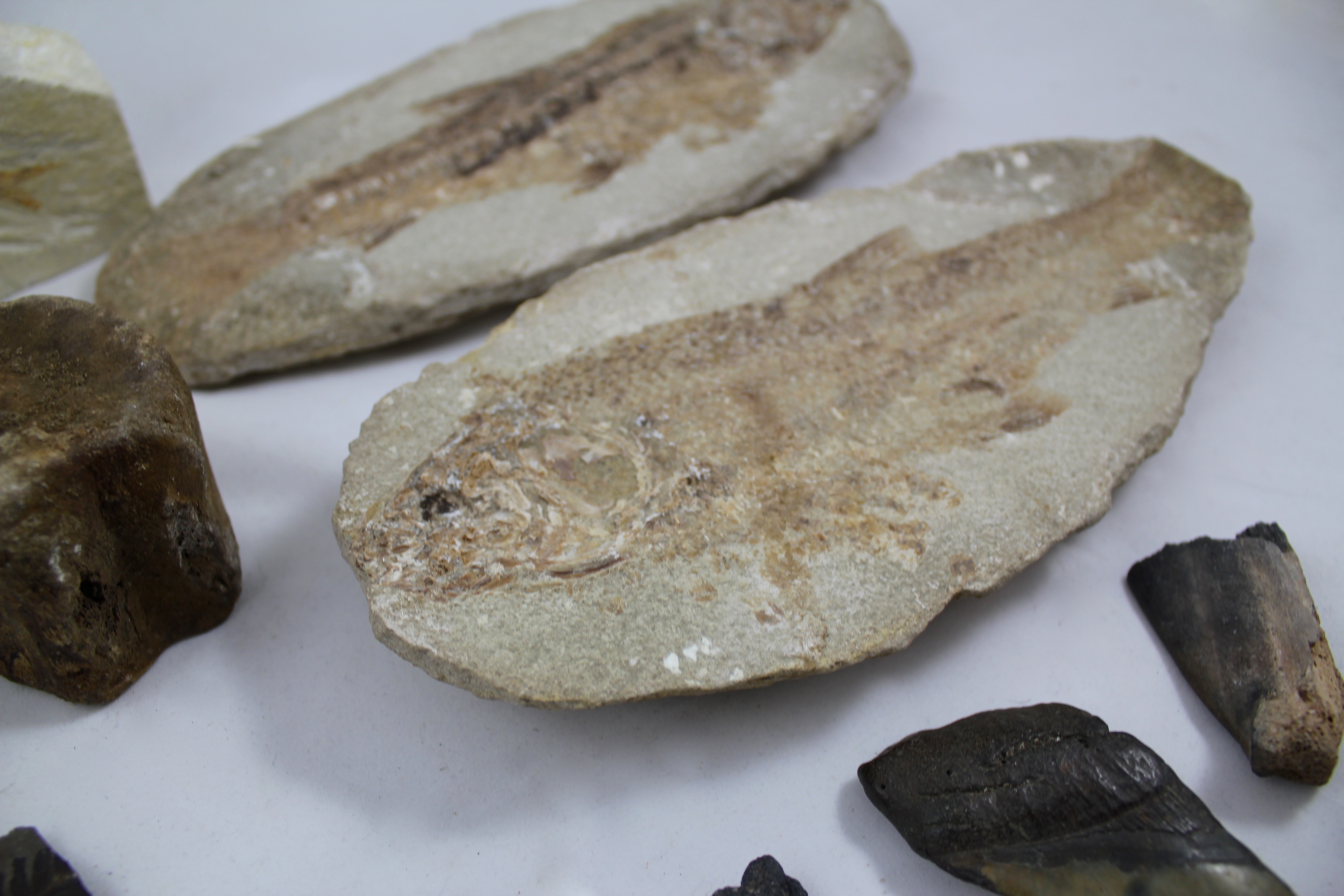Tharrias Araripis and Assorted Fossils
