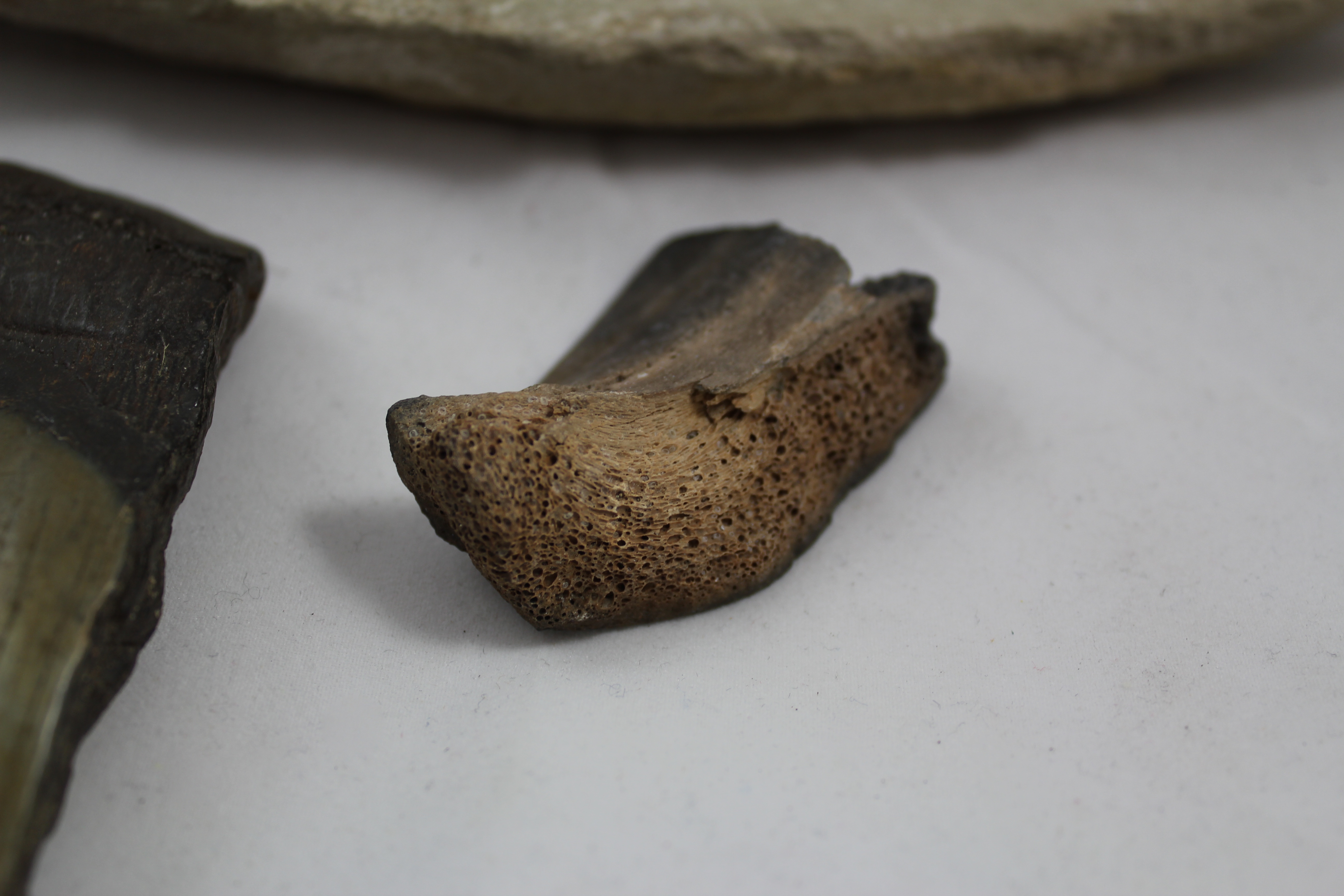 Tharrias Araripis and Assorted Fossils