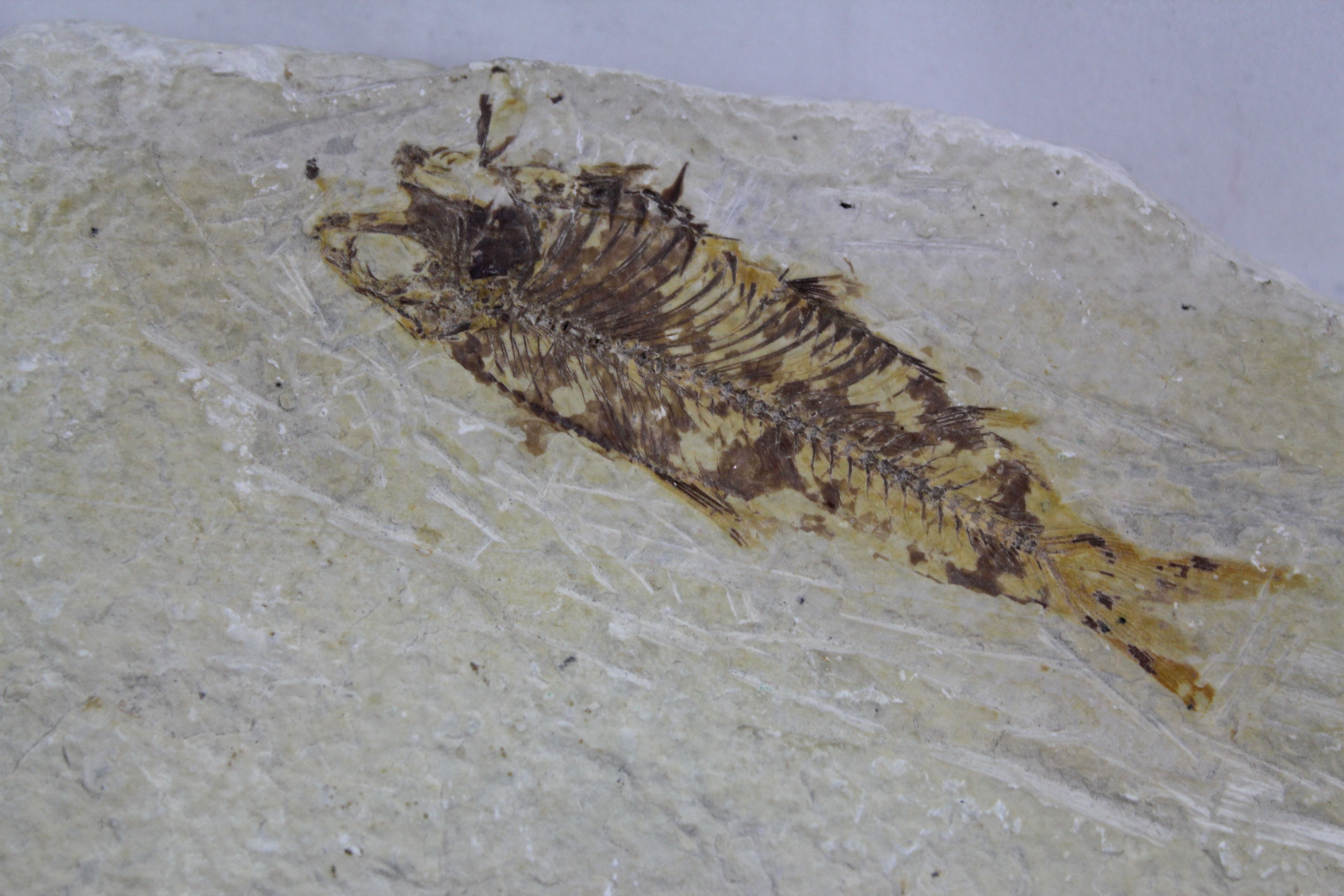 Tharrias Araripis and Assorted Fossils