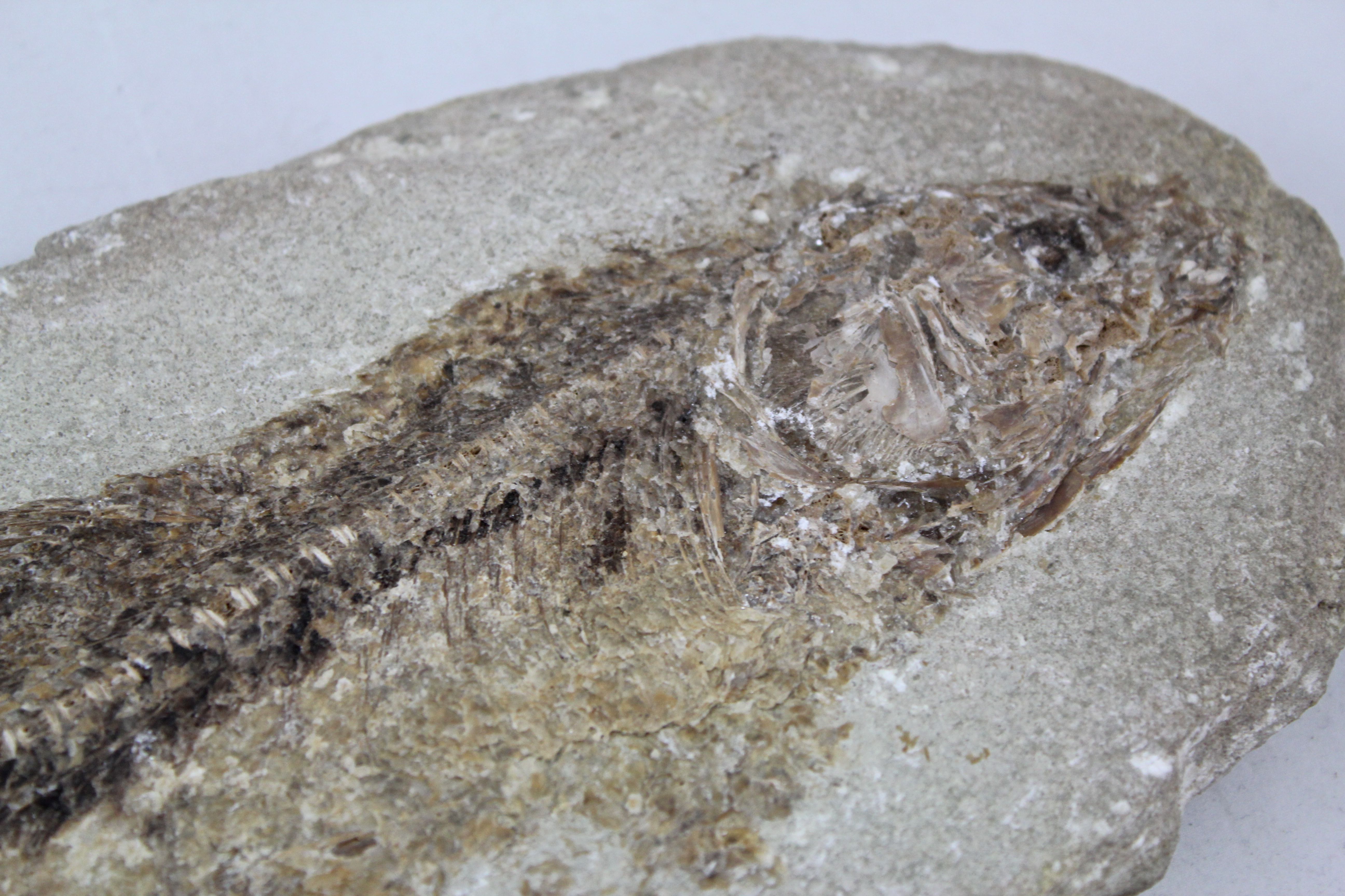 Tharrias Araripis and Assorted Fossils