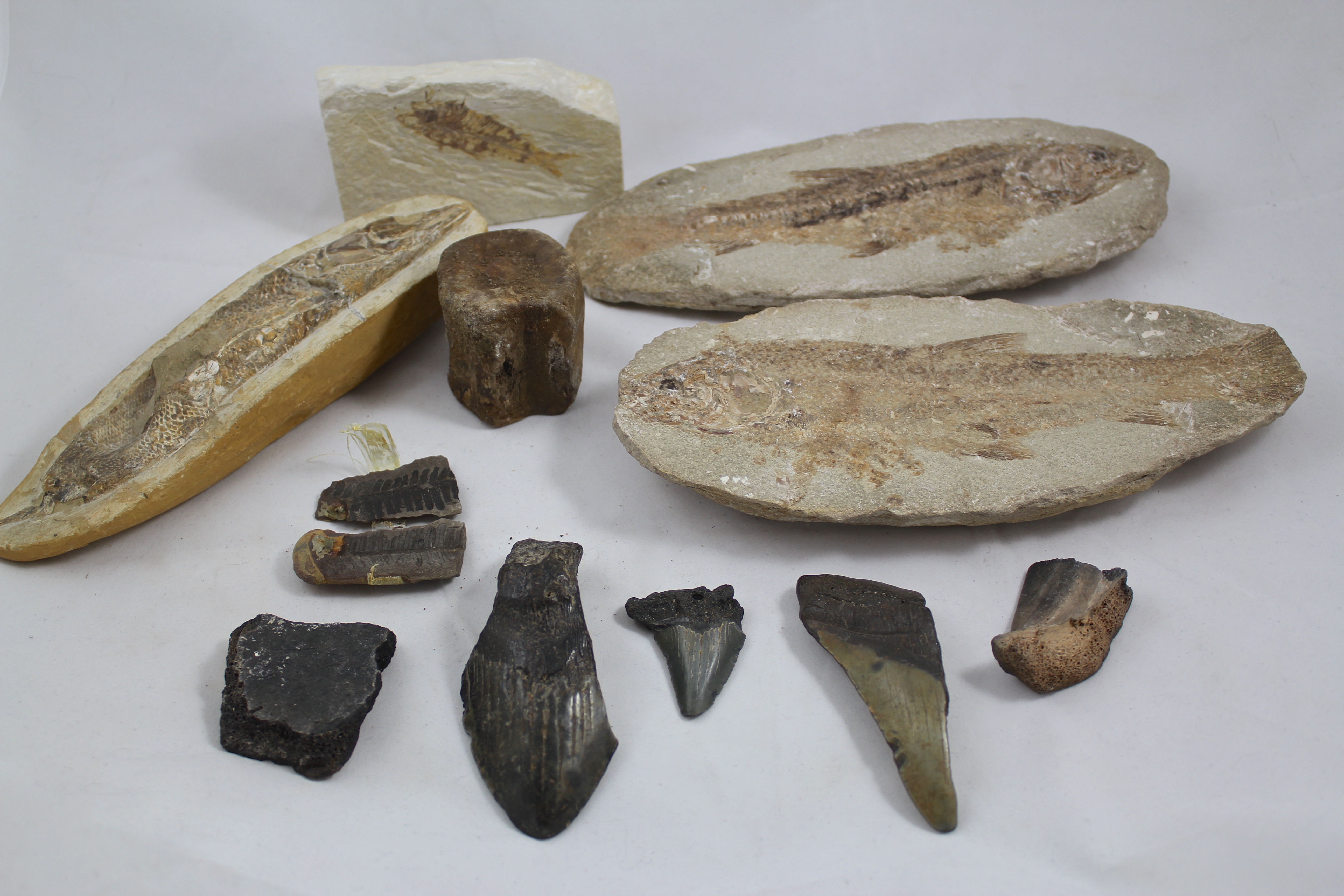 Tharrias Araripis and Assorted Fossils