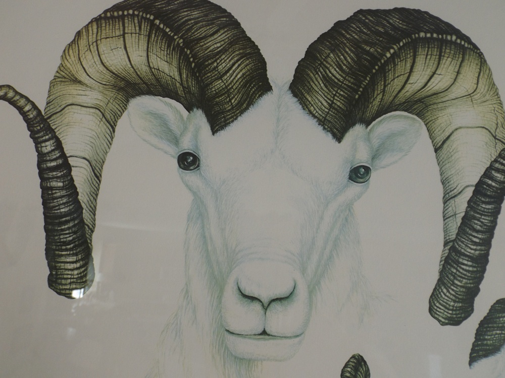 Signed "Alaskan Dall Ram" Diane Coleman Offset Lithograph