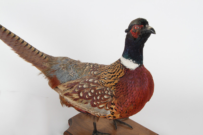 Taxidermy Pheasant